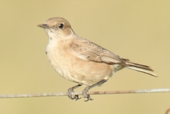 Muscicapidae