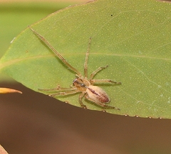 Cheiracanthiidae