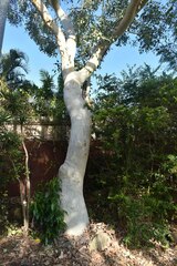 Eucalyptus platyphylla