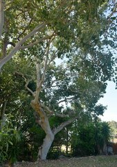 Eucalyptus platyphylla