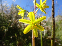 Albuca suaveolens