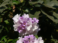 Bignonia aequinoctialis