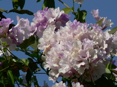 Bignonia aequinoctialis