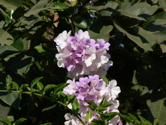 Bignonia aequinoctialis