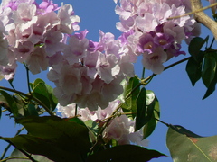 Bignonia aequinoctialis