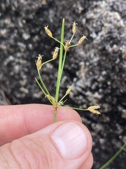 Fimbristylis dichotoma