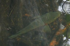 Mayaheros urophthalmus