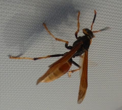 Polistes comanchus