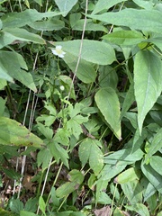 Anemone virginiana