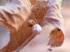 Cryptachaea veruculata