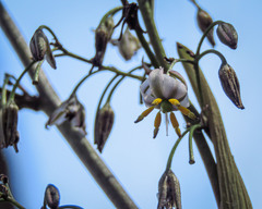 Dianella tasmanica