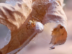 Cryptachaea veruculata