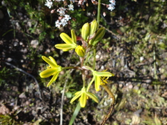 Albuca suaveolens