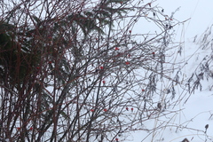 Rosa majalis