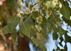 Eucalyptus platyphylla