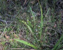 Dianella tasmanica