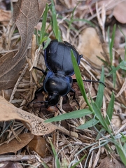 Carabus finitimus