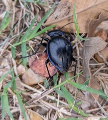 Carabus finitimus