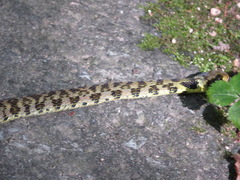 Rhabdophis tigrinus tigrinus