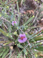 Melaleuca gibbosa