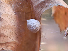 Cryptachaea veruculata