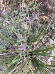 Melaleuca gibbosa