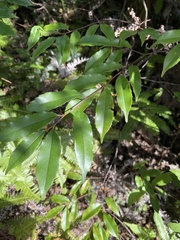 Prunus spinulosa