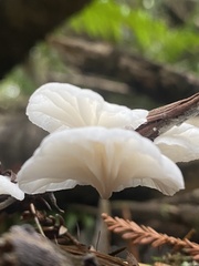 Marasmiellus candidus