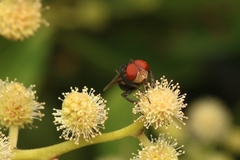 Chrysomya megacephala