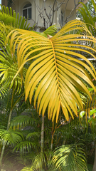 Dypsis lutescens