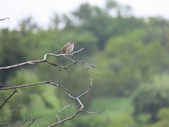 Cisticola
