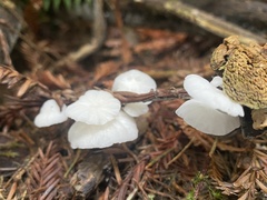 Marasmiellus candidus