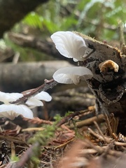 Marasmiellus candidus