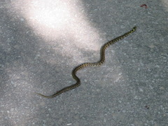 Rhabdophis tigrinus tigrinus