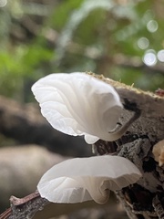 Marasmiellus candidus