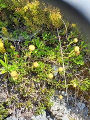 Leptinella pyrethrifolia