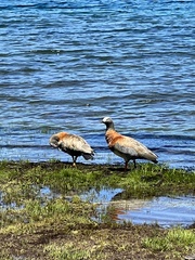 Chloephaga poliocephala