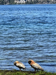 Chloephaga poliocephala