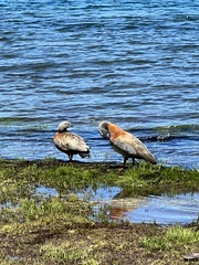 Chloephaga poliocephala