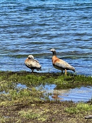 Chloephaga poliocephala