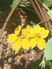 Goodenia rotundifolia