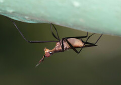 Neriidae