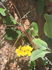 Goodenia rotundifolia