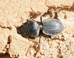 Philoscaphus tuberculatus