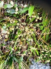 Anisotome aromatica