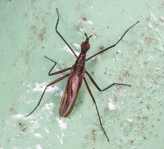 Neriidae