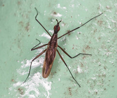 Neriidae