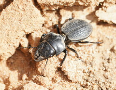 Philoscaphus tuberculatus