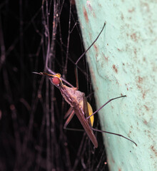 Neriidae