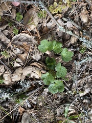 Sanicula crassicaulis